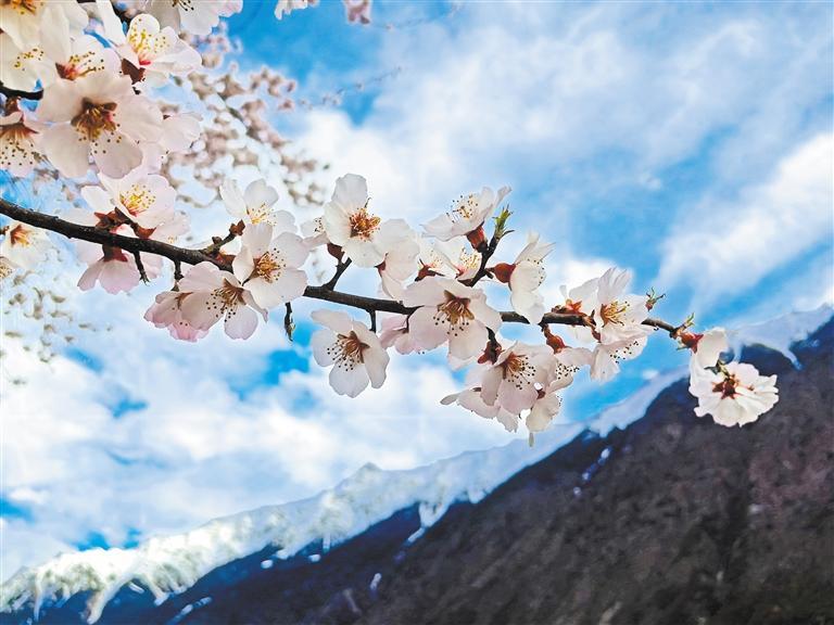 雪山脚下桃花开